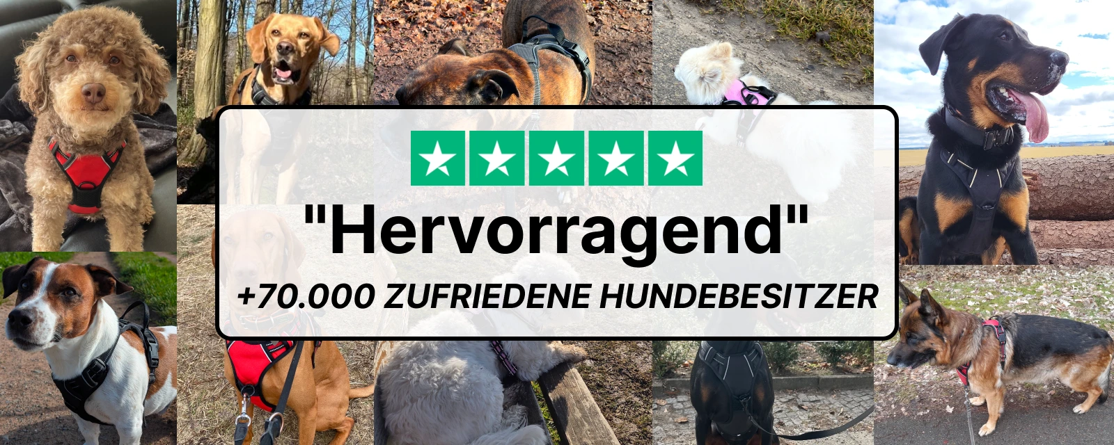 Trustpilot-Bewertung "Hervorragend" — über 70.000 zufriedene Hundebesitzer